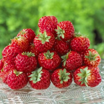 Fragaria als Senga Sengana