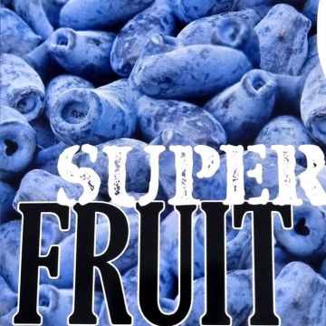 Lonicera kamtschatica v2