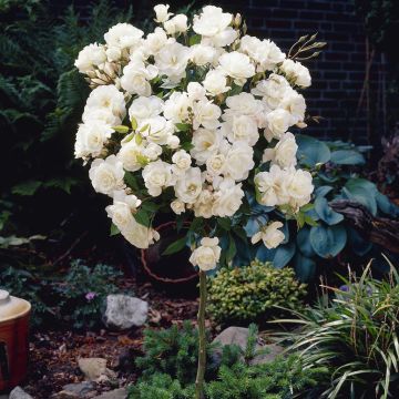 Standard Rose White