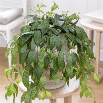 Aeschynantus marmoratus