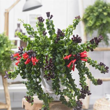 Aeschchynantus Rasta