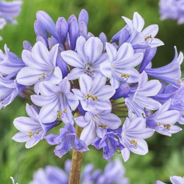 Agapanthus Valencia ( als Silberpfeil)