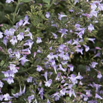 Calamintha nepeta Marvelette ( Blue)