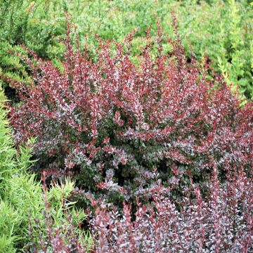 Berberis Thunbergii Carmen