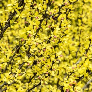 Berberis Thunbergii Pow Wow