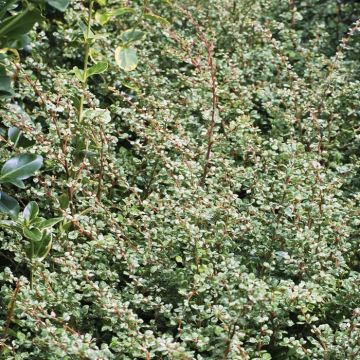 Berberis Thunbergii Silver Beauty
