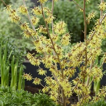 Hamamelis x intermedia Arnold Promise