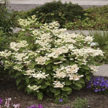 Hydrangea paniculata Dharuma