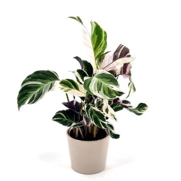 Calathea White Fushion