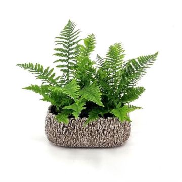 Dryopteris Crispa