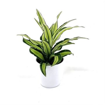 Dracaena fragrans Malaika