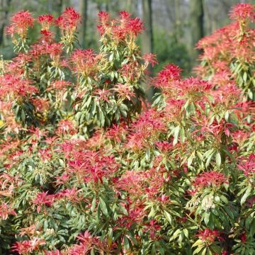 Pieris Japonica (als Red Mill)