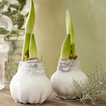 Hippeastrum Wax White