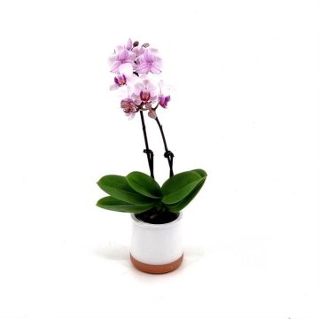 Phalenopsis mini White with Red Heart