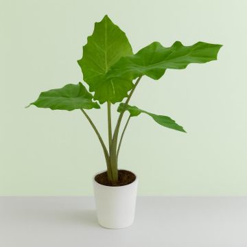 Alocasia