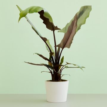 Alocasia Lauterbachiana