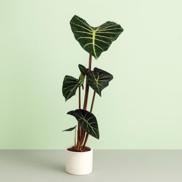 Alocasia Pink Dragon 17cm