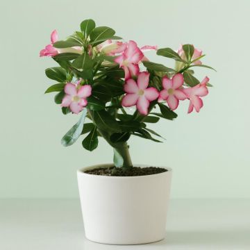 Adenium obesum