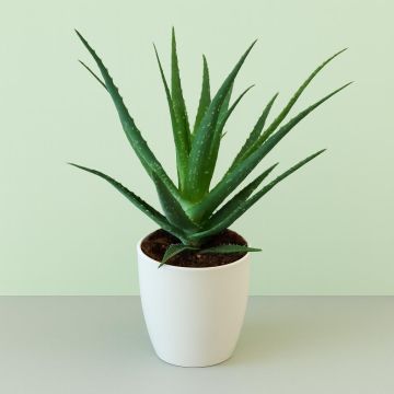 Aloe Vera Arborescens