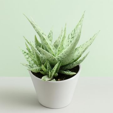 Aloe snowflake
