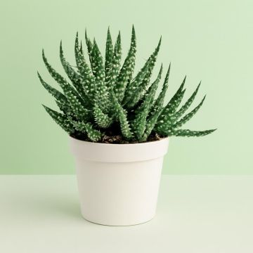 Aloe humilis shark 10