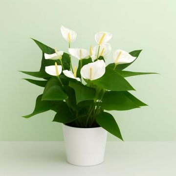 Anthurium wit
