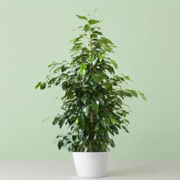 ficus benja danielle v2