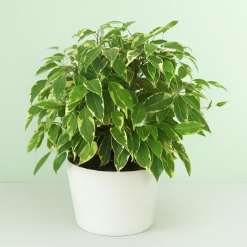 Ficus benja variegated Kinky 17 cm schaal.jpg