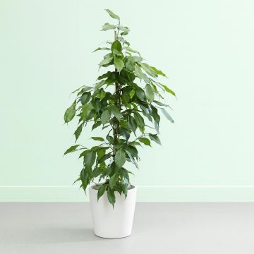 Ficus Benjamina Exotica