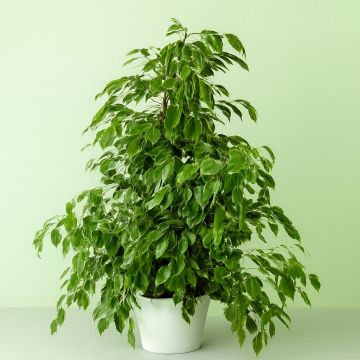 Ficus benjamina Golden King