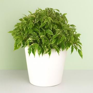 Ficus Benjamina Lovely 12 cm 2.jpg