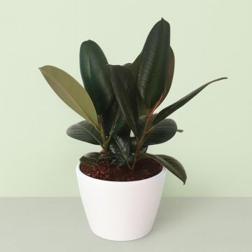 Ficus elastica Robusta 23 cm schaal.jpg