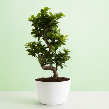 Ficus Ginseng