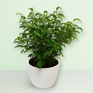Ficus Natasja 23 cm Schaal