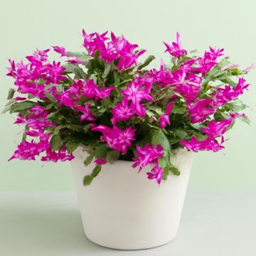 Schlumbergera pink