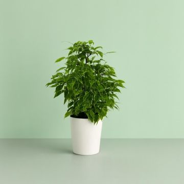 Ficus benjamina kinky Variegated