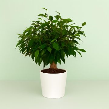 Ficus Kinky Jute 12 cm