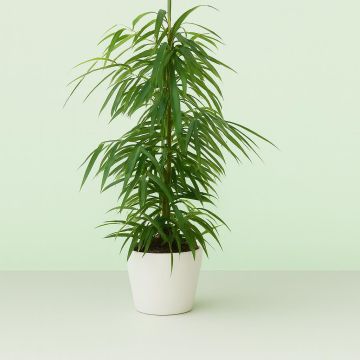 Ficus binnendijkii Alii