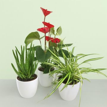Anthurium Rood Aloe vera Chlorophytum Atlantic