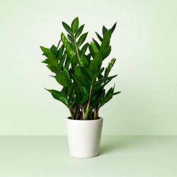 Zamioculcas zamiifolia 14cm Pot