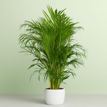 areca-dypsis-v1