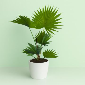 Livingstonia rotundifolia 1