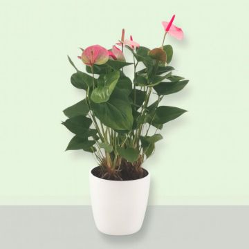 Anthurium Elegance