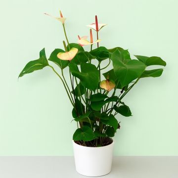 Anthurium Elegance.jpg