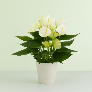 Anthurium wit