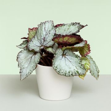 Begonia Grey