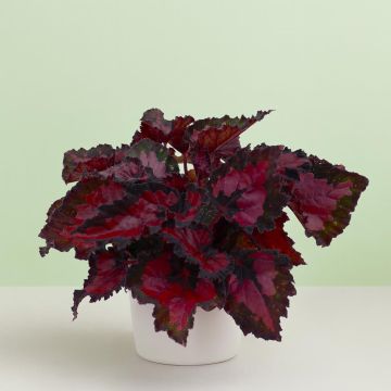 Burgundy Begonia