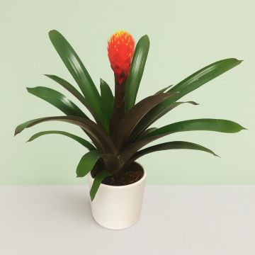 Bromelia Focus.jpg