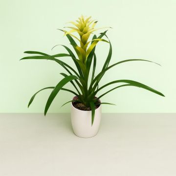 Bromelia white.jpg