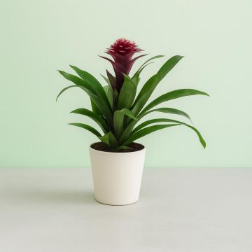 Guzmania Francesca v3